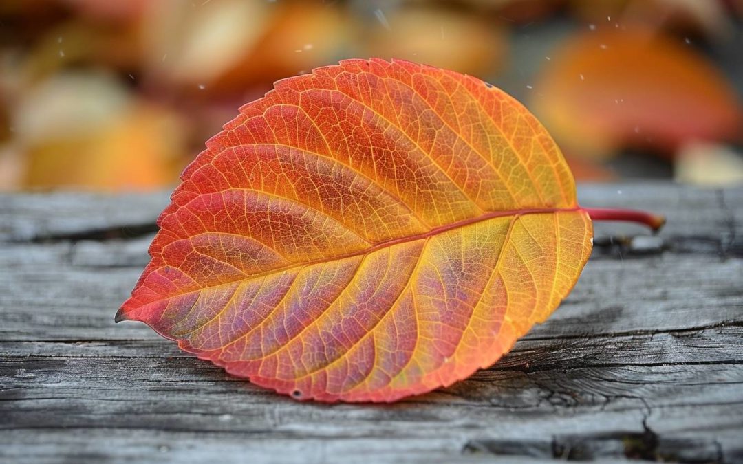 La Feuille d’Automne : Une Chanson Intemporelle